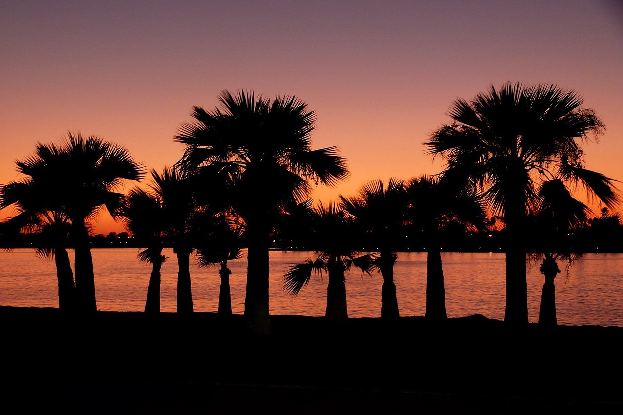 Palm trees at sunset in San Diego.